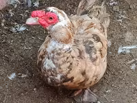 Domesticerad myskanka — foto 2