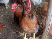 Chickens — الصورة 1