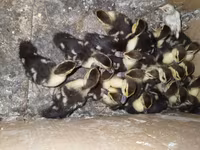 domácí kachna pižmová — foto 1