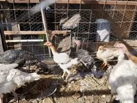 Turkeys — foto 4