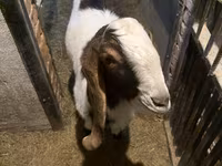 Kozel, Kamori goats — foto 2
