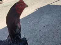 Chickens — عکس 2