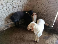 قوچ, گوسفند — عکس 2