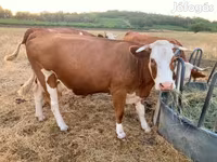 Krava, Simmental cattle — foto 4