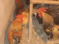 Chickens — foto 5
