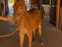公马, Rocky Mountain Horse — 照片 7