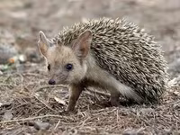 Afrika pigme kirpisi – ev heyvanı - Növ: Atelerix albiventris (Afrika — புகைப்படம் 1