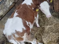 Krava, Simmental cattle — foto 1