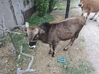 Toro, Bovini — foto 5