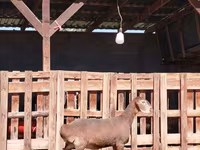 母山羊, Nubian Goat — 照片 1