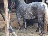 Cavalla, Hungarian horse breed — foto 1