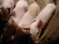 Scroafă, Porci — foto 1