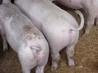 ሴት አሣማ, Pigs — ፎቶ 2