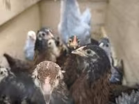 Chickens — foto 1