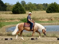 Айғыр, Quarter Horse — 4-сурет