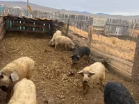 Cinghiale — foto 6