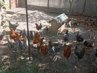 Chickens — รูปภาพ 2