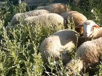 Vædder, Merino sheep — foto 1