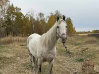 Kůň, Horse breed — foto 2