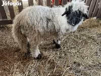 Ovan, Wallis Country sheep — fotografija 2