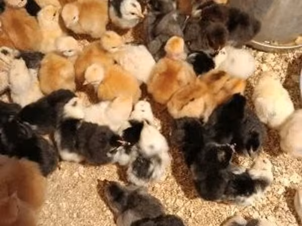 Chickens