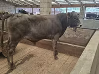Dibi, Aberdeen-Angus — sawirka 3
