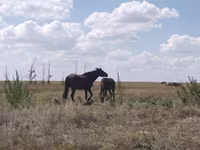 مادیان, Kazakh horse — عکس 3