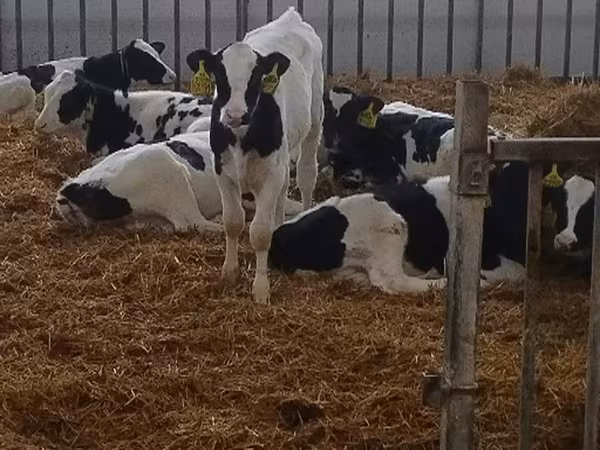 Dibi, Cattle