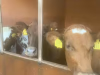 암소, Swiss cattle — 사진 1