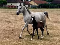 Merrie, Shagya — foto 3