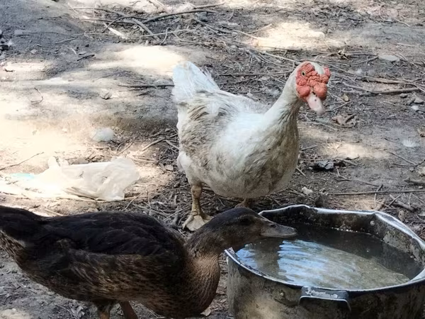 Ducks