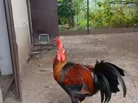 Chickens — foto 4