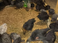 Australorp — foto 6