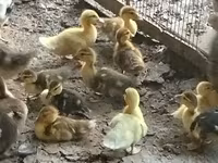 Ducks — عکس 1