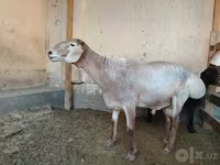 Овен, Arashan sheep — снимка 5