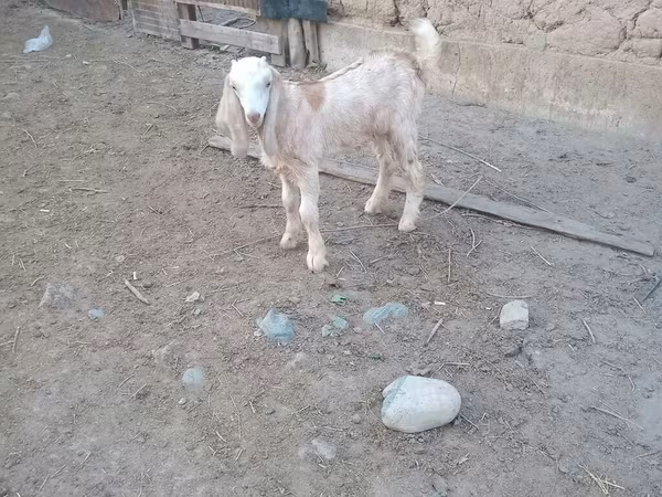Kozioł, Nubian Goat