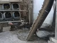 Turkeys — عکس 1