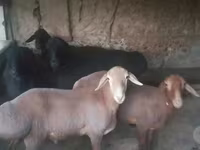 የጎትት አውራ በግ, Sheep — ፎቶ 1