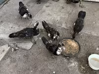 Ducks — foto 1