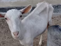 بز ماده, Saanen goat — عکس 2