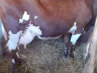گاو ماده, Swiss cattle — عکس 2
