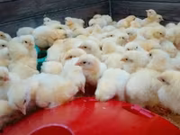 Chickens — 2. fotó