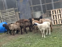 Ram, Rhon sheep — photo 5