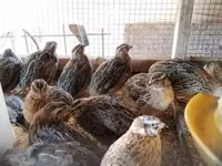 Quails — الصورة 5