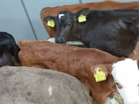 Bull, Cattle — photo 1
