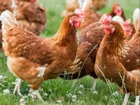 Chickens — รูปภาพ 3