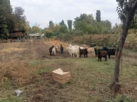बकरी, Alpine goat — फ़ोटो 3