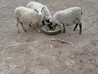 Pecore (lotto, sesso non specificato), Romanov sheep — foto 3
