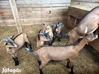 Ged, Alpine goat — foto 1