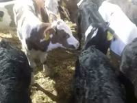 گاو و گوساله (گروه، جنسیت مشخص نشده), Simmental cattle — عکس 8